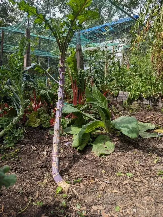 image of kale plant, trimmed