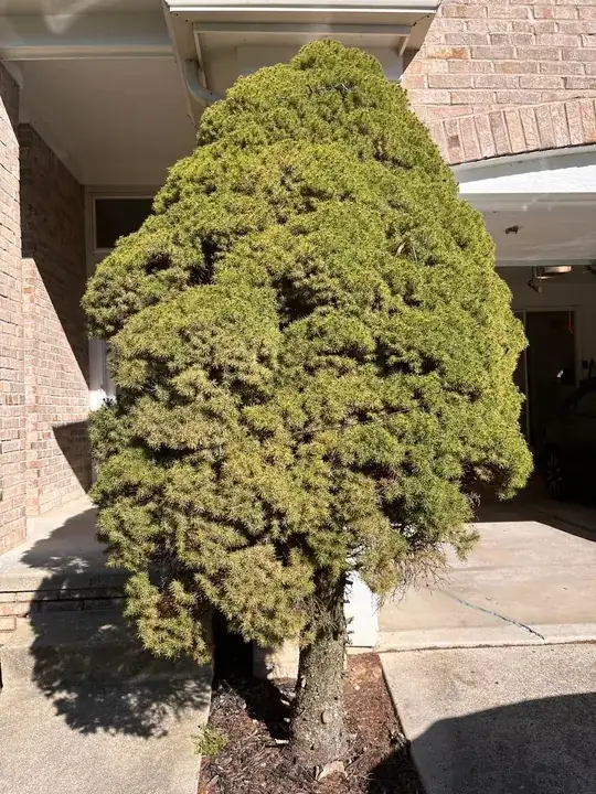 Healthy tree growing very close to a building