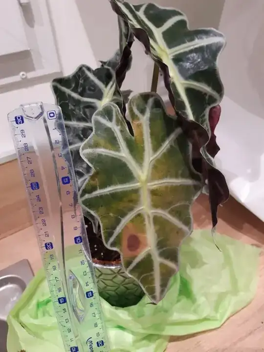 red/brown spot on leaf