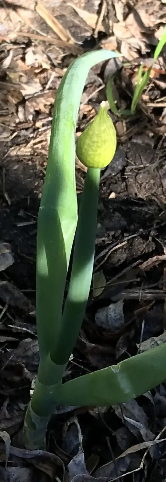 Spring onion with 'bud' like object on top