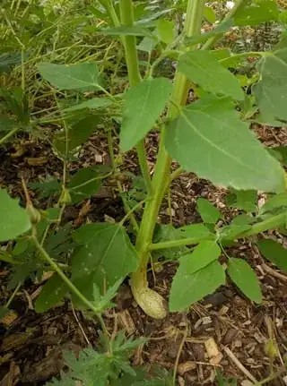 Close up of plant pase