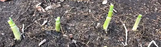 Spring onions regrowing after being cut