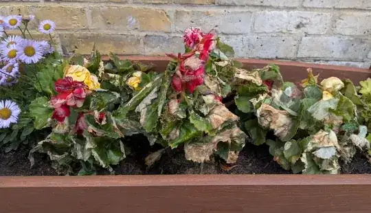 Sad begonias - leaves and flowers going brown