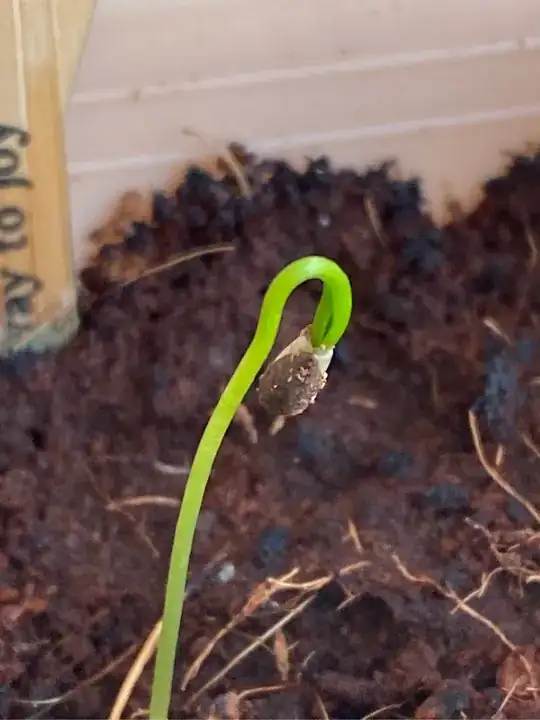 one of the seedlings