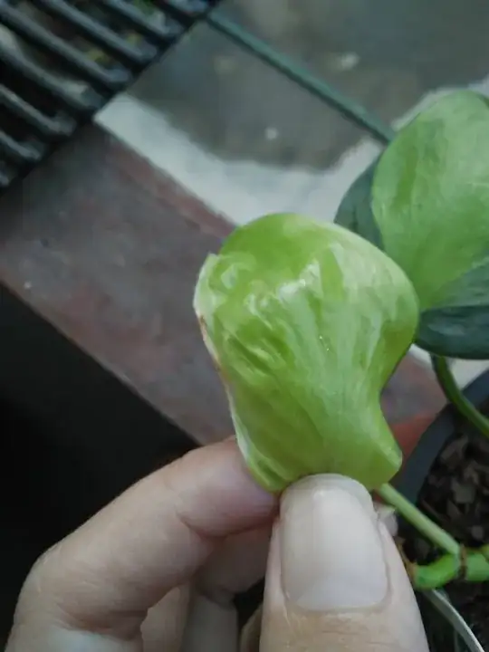 The leaves unfurl in a deformed manner, it can curl in or out. Some parts of the leaf are translucent at time. I can't see any bugs.