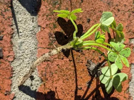 How far do I have to pull Oxalis to kill it?