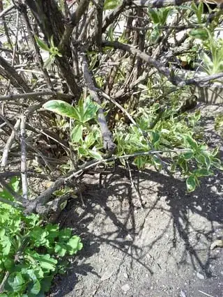 Shoots with new growth