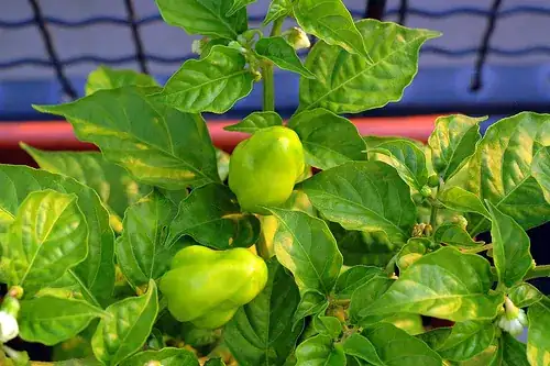 scotch bonnet pepper from flickr sassyradish