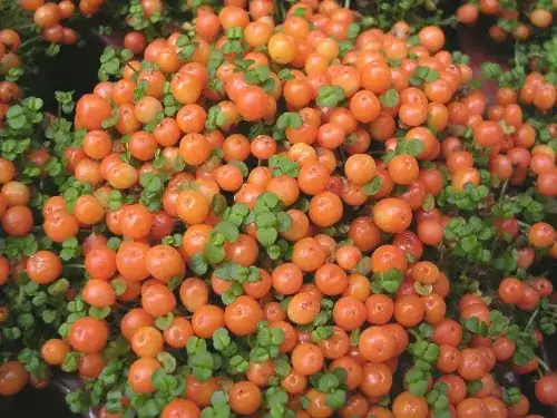 Nertera Granadensis on Wikipedia