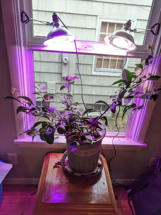 meyer lemon tree in pot in window