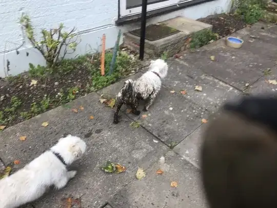 Photo of my dog after falling in the pond so you can see how dirty it is