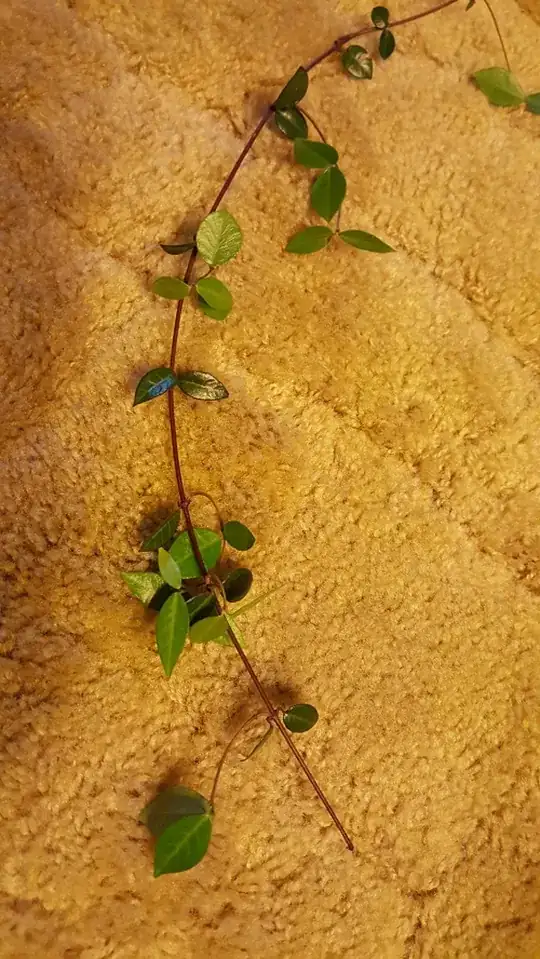woody light red-brown stem with dark waxy leaves