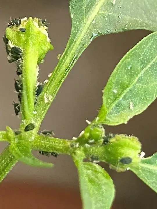 Black and White bugs on Leaves