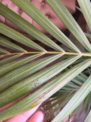 Black dots on leaves