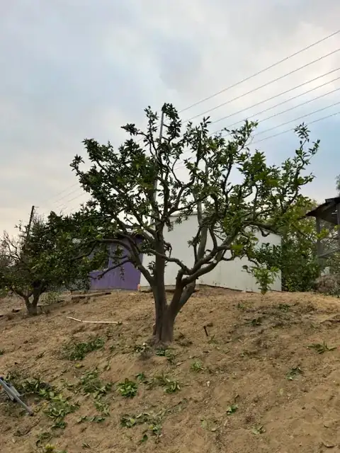 fruit tree