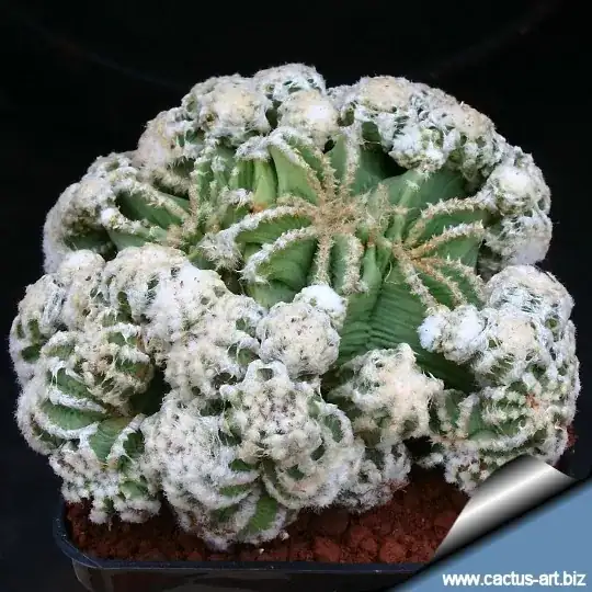 https://www.cactus-art.biz/schede/AZTEKIUM/Aztekium_hintonii/Aztekium_hintonii_mostruoso/hintonii_monst_540.jpg