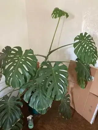 Monstera