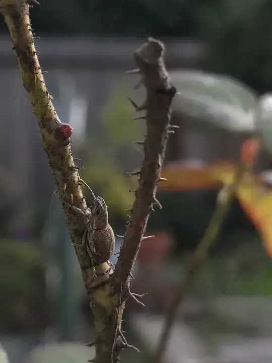Unidentified Insect on Rose Bush, note no scales present.