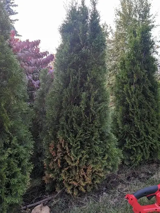 This is a young row of trees around 5 feet tall now