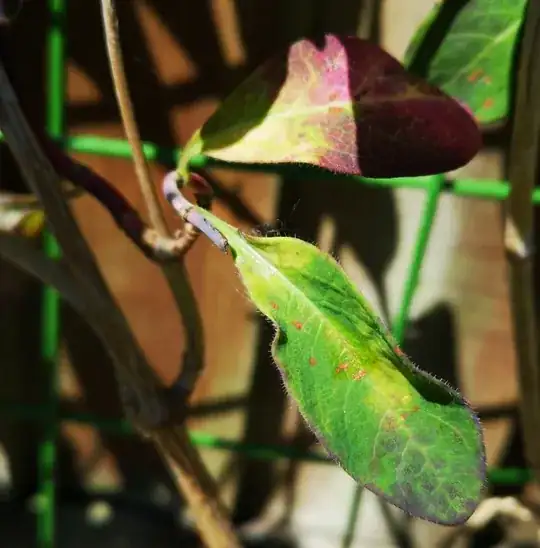 Sickly leaf, example 2