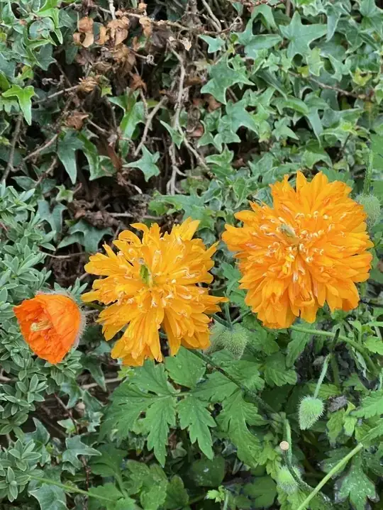 Orange poppies with unusual petals