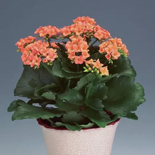 kalanchoe