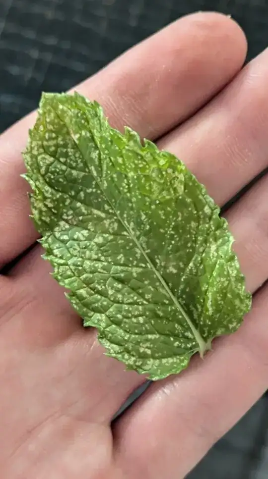 A single mint leaf in a hand showing yellow freckles over the entire leaf