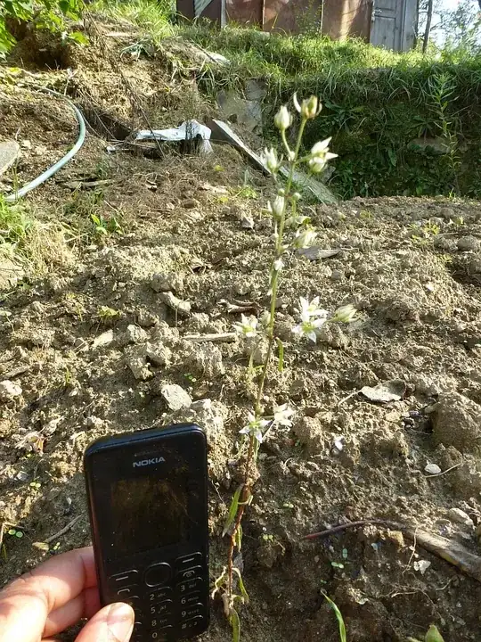 and a not very good picture of the plant