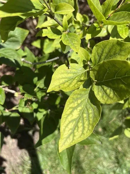Lilac with yellowing leaves