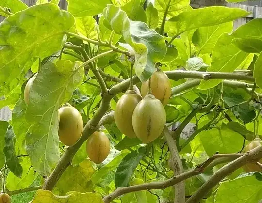 picture of the plant to be identified