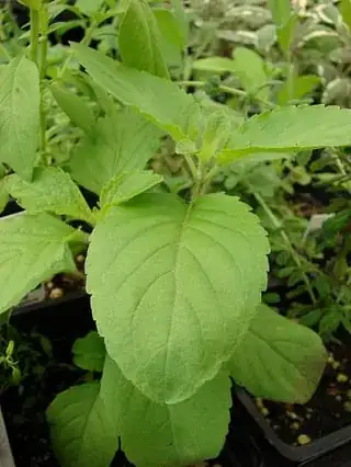 Holy Basil - Ocimum tenuiflorum