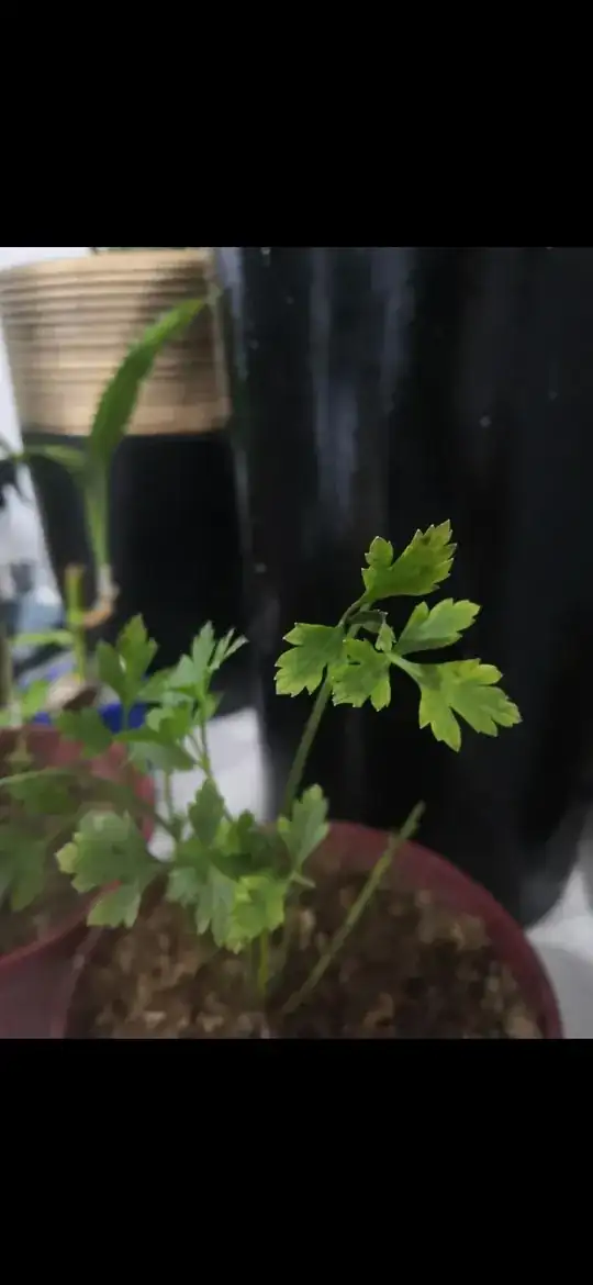sick parsley plant