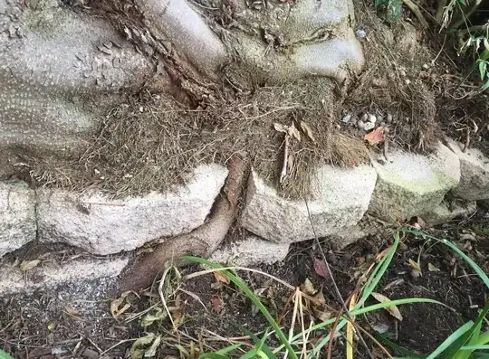 Roots breaking through