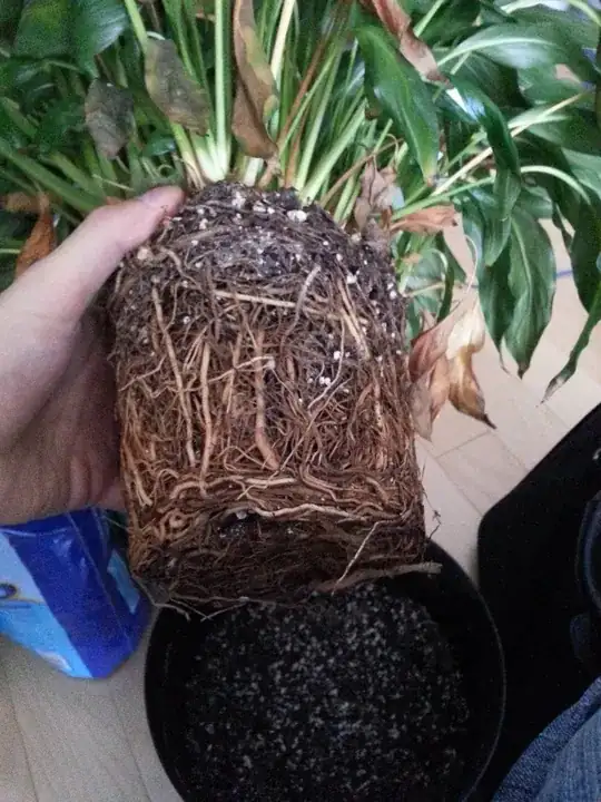 Picture of the victim