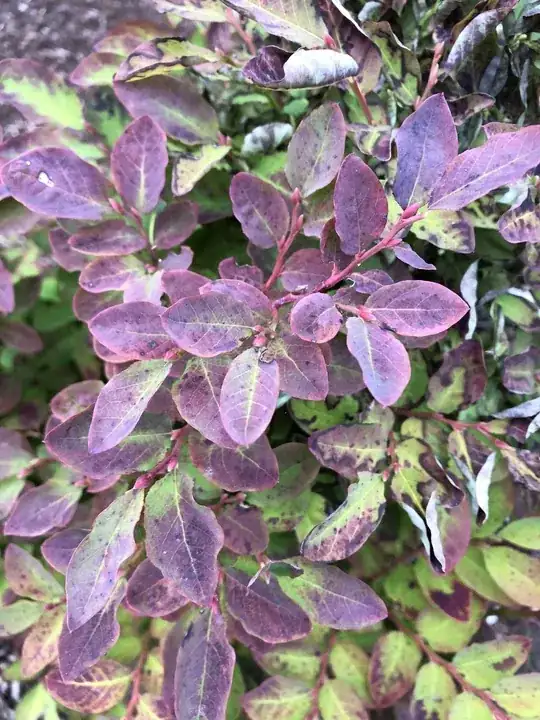 Discolored Leaves at the Top