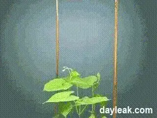 A time lapse of a bean plant swinging tendrils in a circle until they meet a support and wrap around it