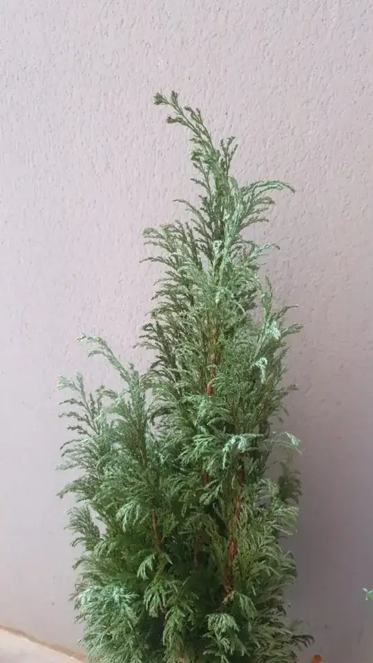 Thuja2