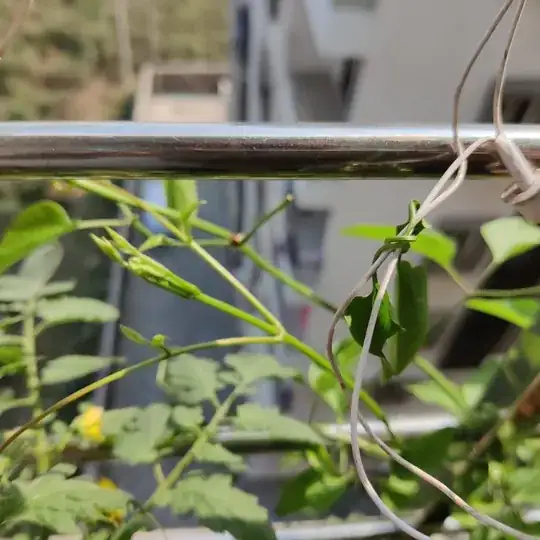 Clematis plant attaching to a wire