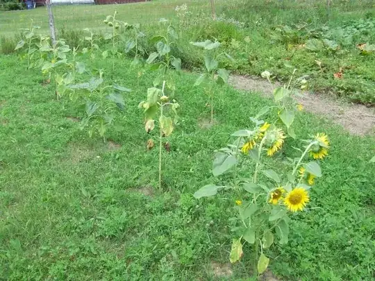 collection of sunflowers