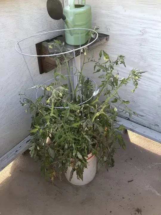 Tomato Plant