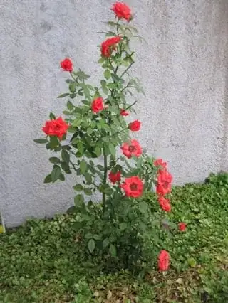 Miniature Rose