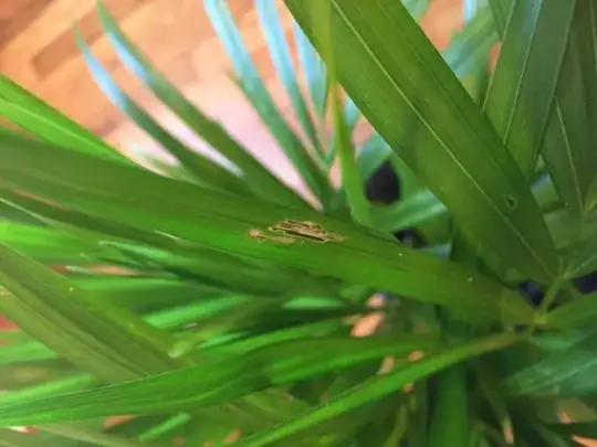 Leaf blight on areca palm