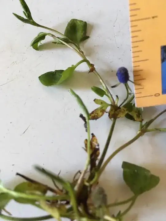 blue flower- Photo by Saron McGeein