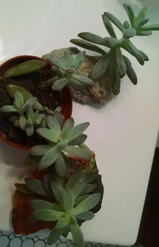 Top View, full plant