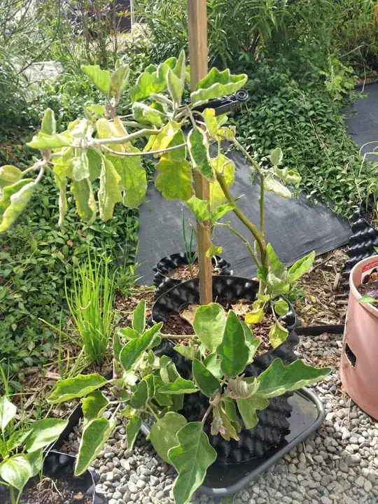 the whole plant here