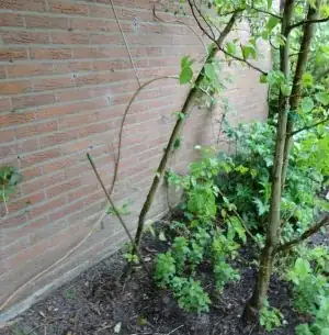 Apple and pear tree next to each other