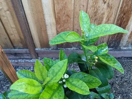 Close up of new growth 1