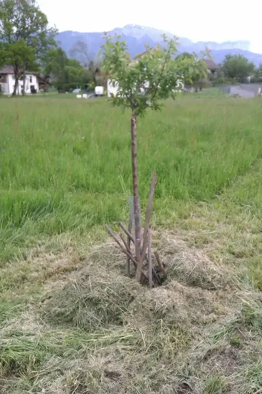 fertilizing prune tree