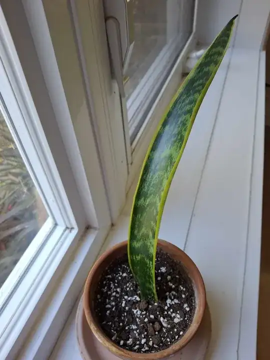 Sansevieria 1