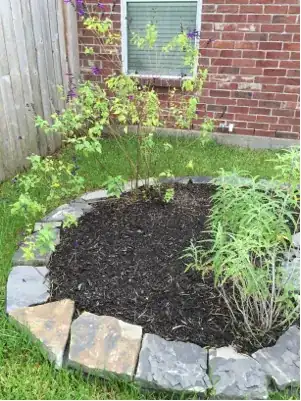 garden bed 1